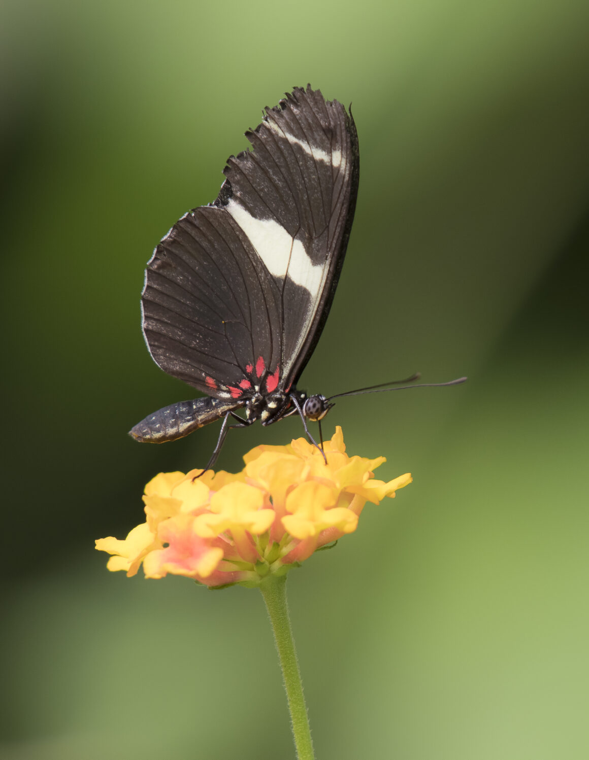 Schmetterling mit Nikon 200-500mm
