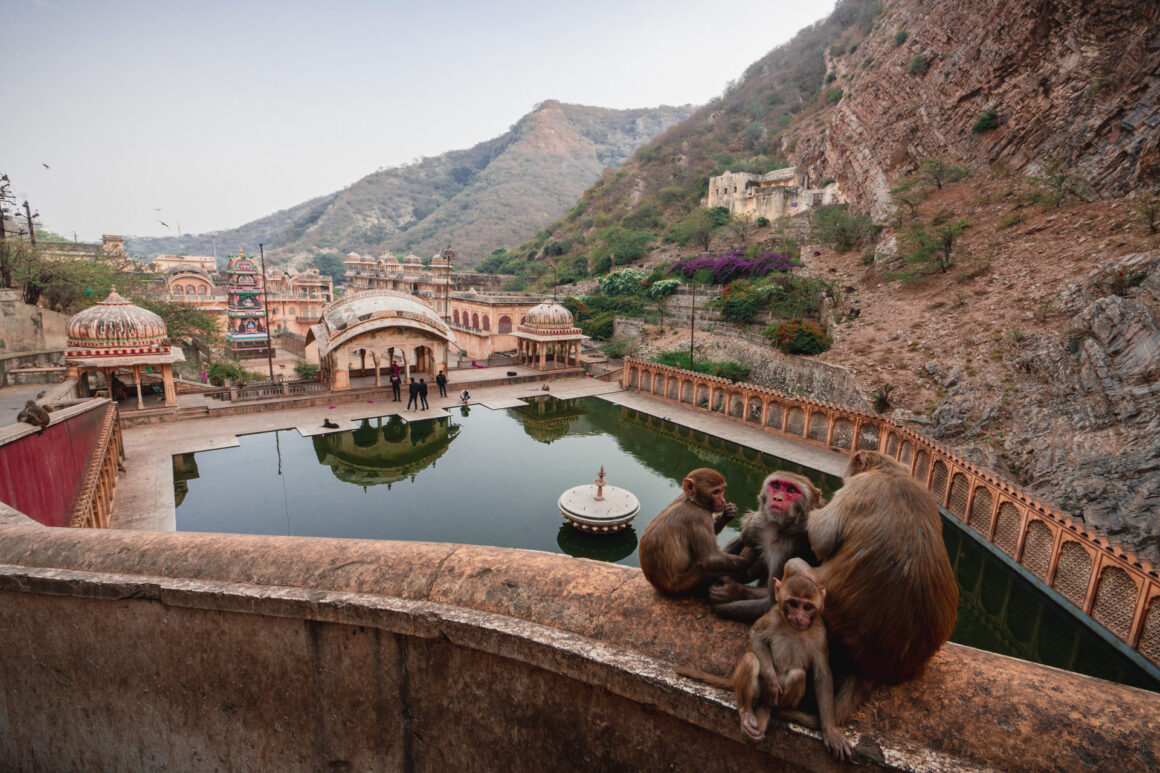 Affentempel in Jaipur, Indien
